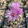 Echinofossulocactus ochoterenae