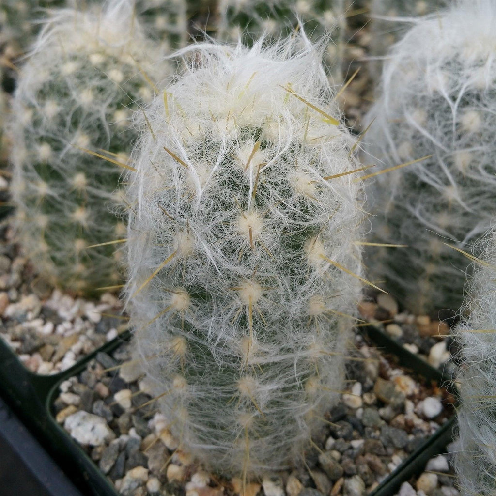 Oreocereus hendricksenianus