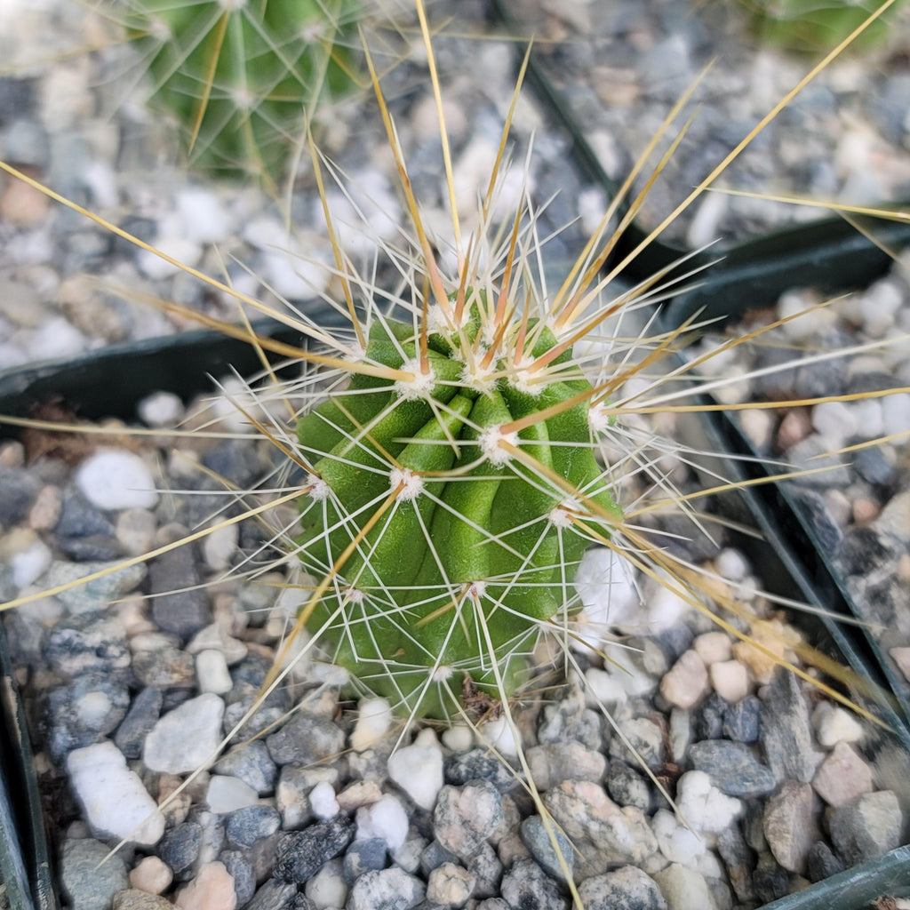 Echinocereus Huasteca canyon arizonicus
