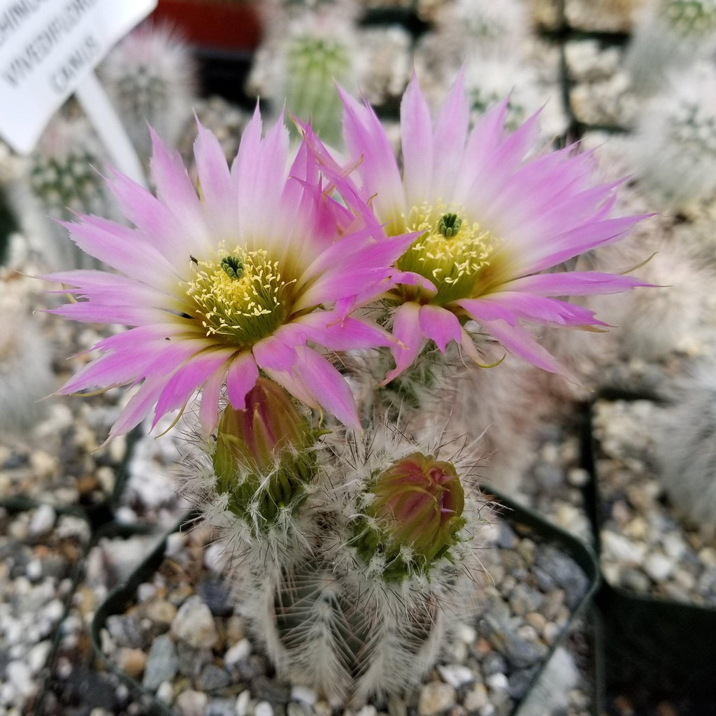 Echinocereus reichenbachii albispinus