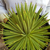 Agave stricta nana ‘Dwarf hedgehog Agave’