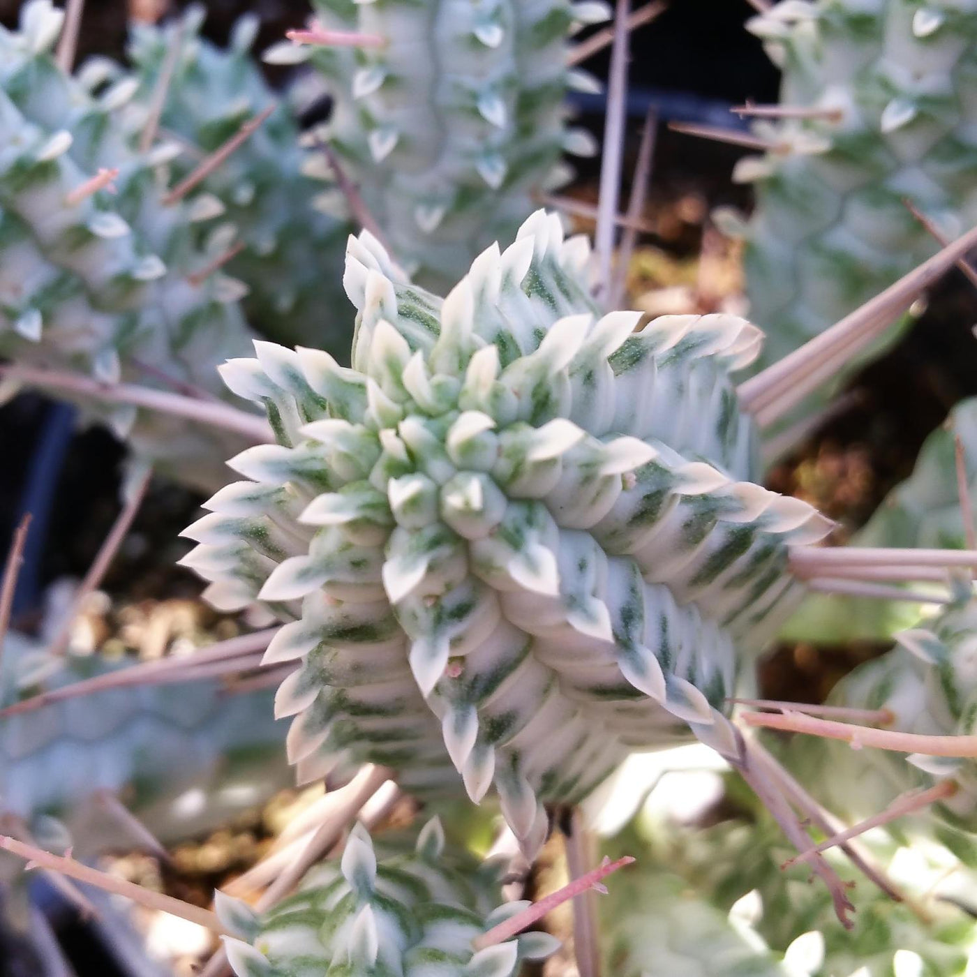 succulent corn Euphorbia Mammillaris Variegata | Indian corn cob cactus