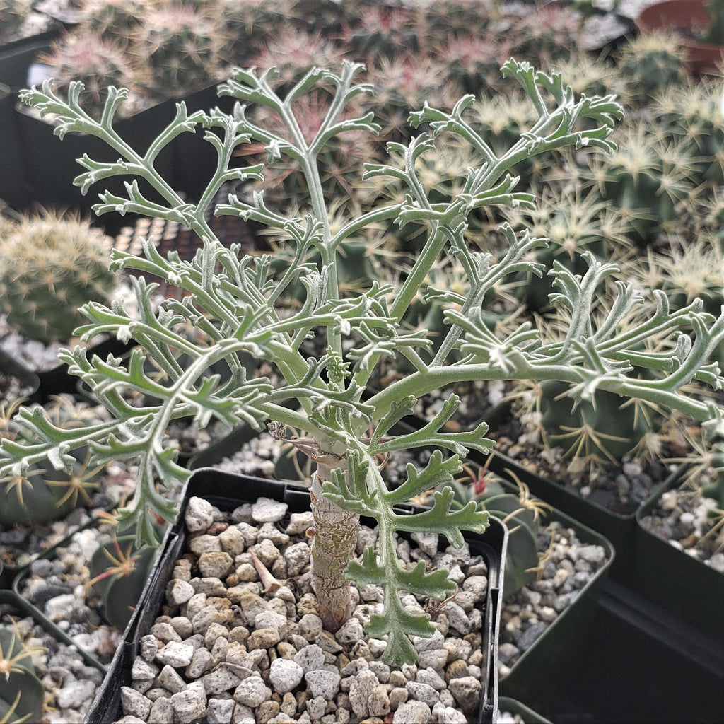 Pelargonium paniculatum