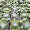 Cobweb Hens and Chicks - Sempervivum arachnoideum