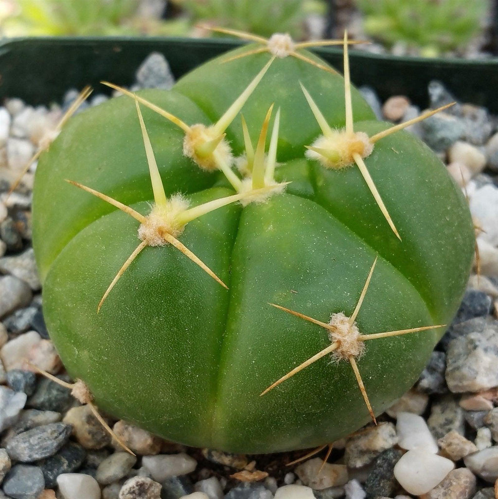 Gymnocalycium horstii