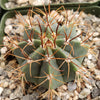 Melocactus concinnus