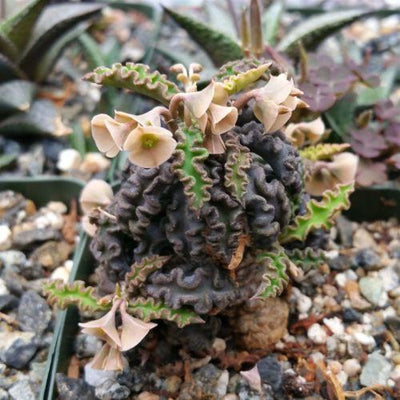 Euphorbia decaryi spirosticha