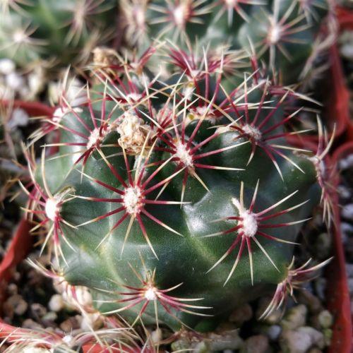 Thelocactus bicolor ssp. schwarzii