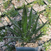 Agave filifera schidigera