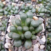 Aloinopsis schooneesii