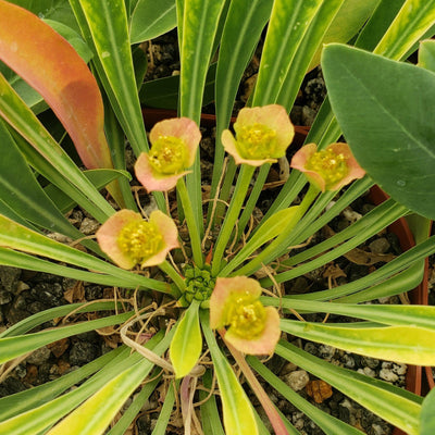 Euphorbia bupleurifolia large Specimen