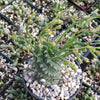 Euphorbia spiralis