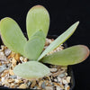 Flapjack Plant ‘Kalanchoe luciae’