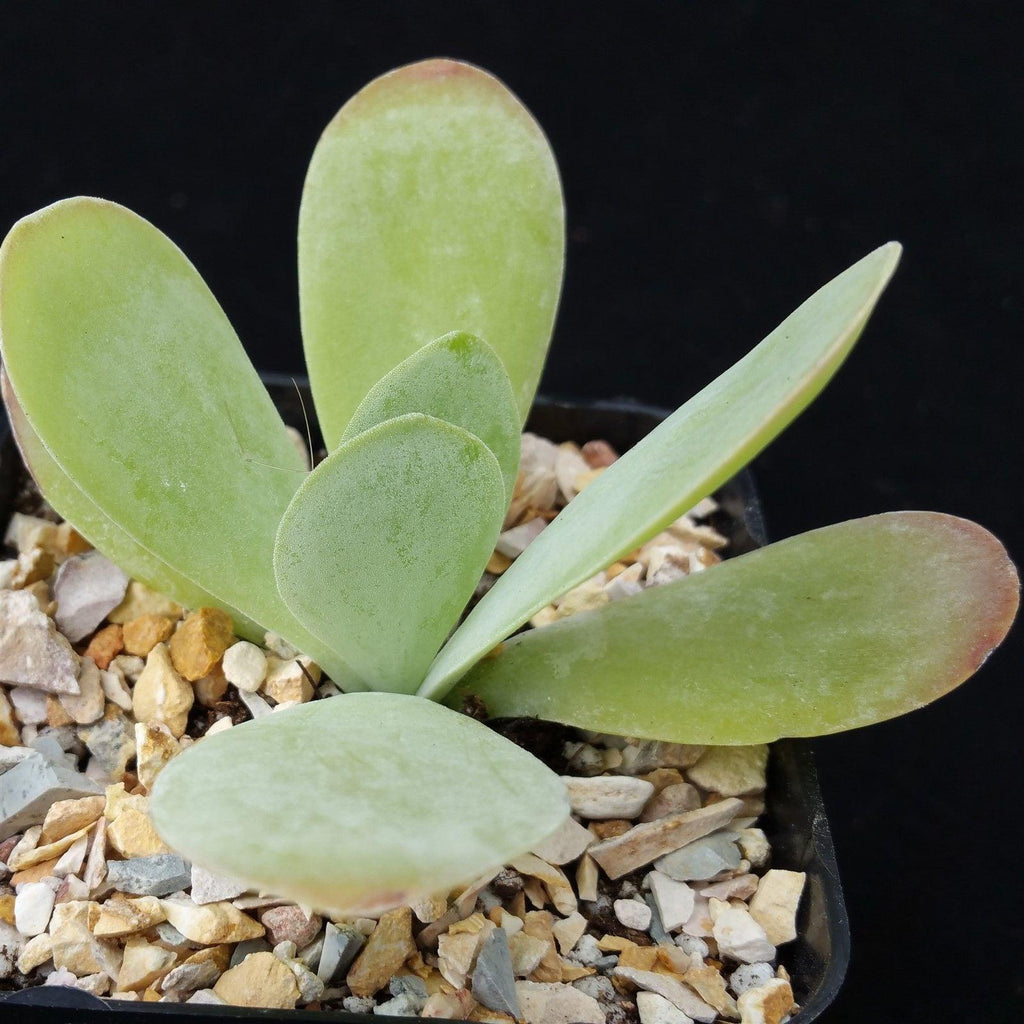 Flapjack Plant ‘Kalanchoe luciae’