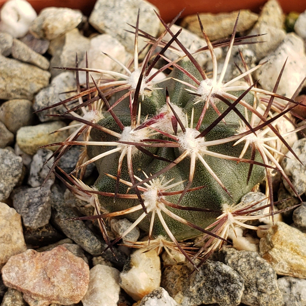 Echinocereus viridiflorus davisii
