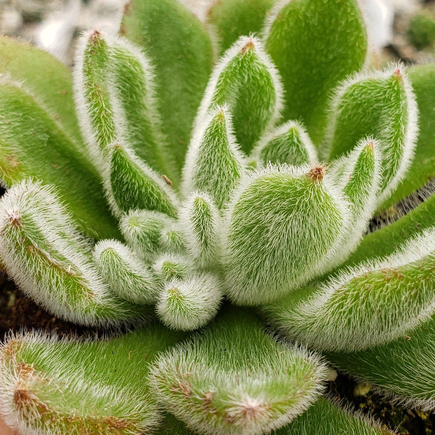doris taylor succulent Echeveria Doris Taylor | Attractive Green Plant