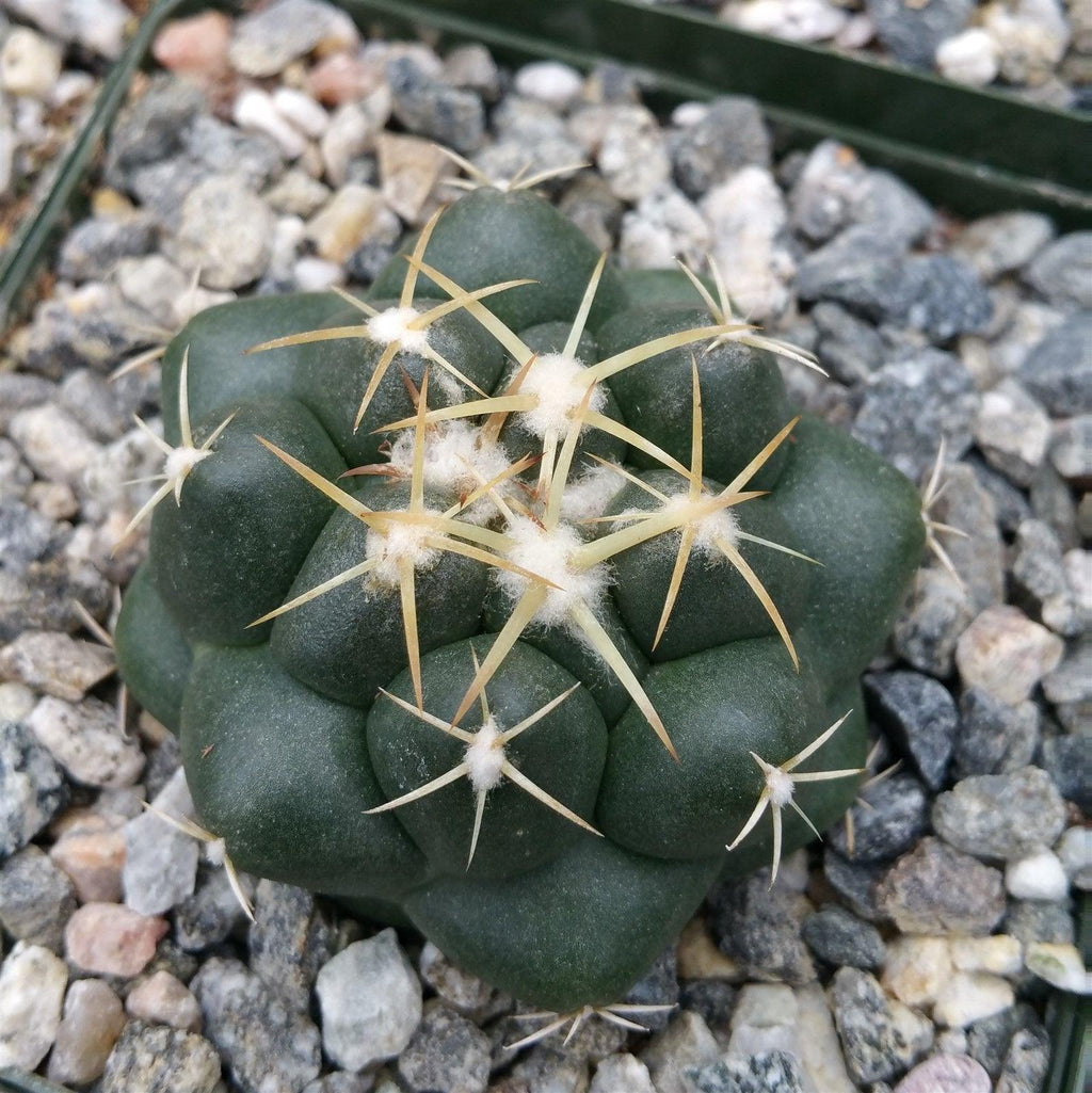 Coryphantha elephantidens