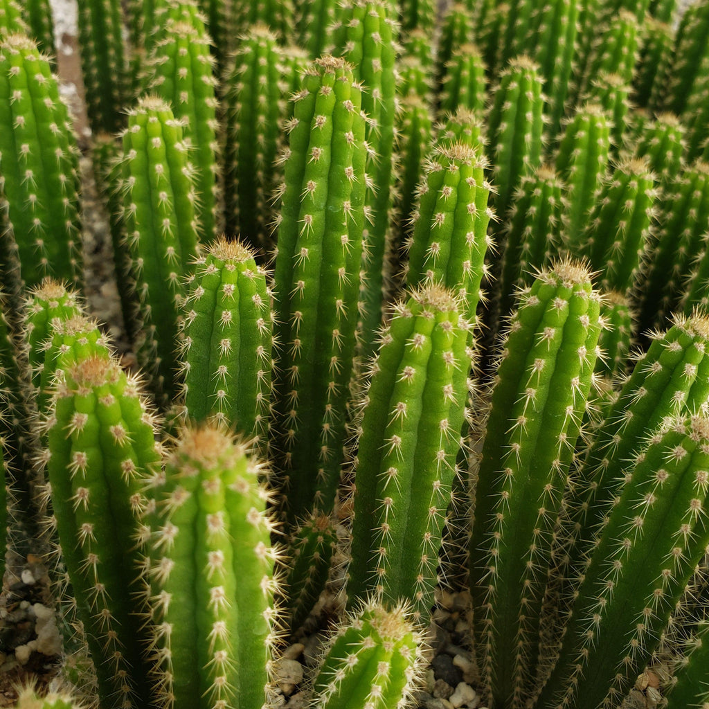 Yungasocereus inquisivensis