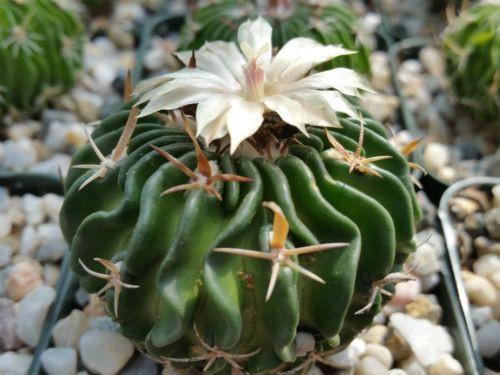 Echinofossulocactus tricuspidatus