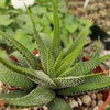 Haworthia attenuata concolor