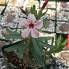 Pachypodium bispinosum