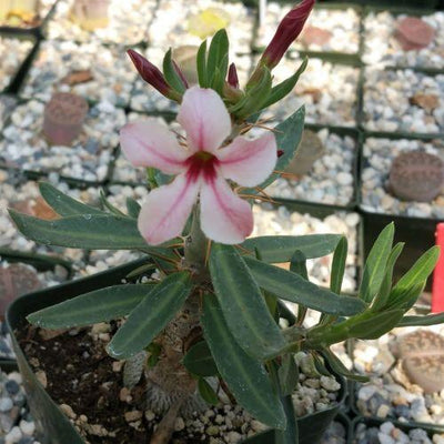 Pachypodium bispinosum