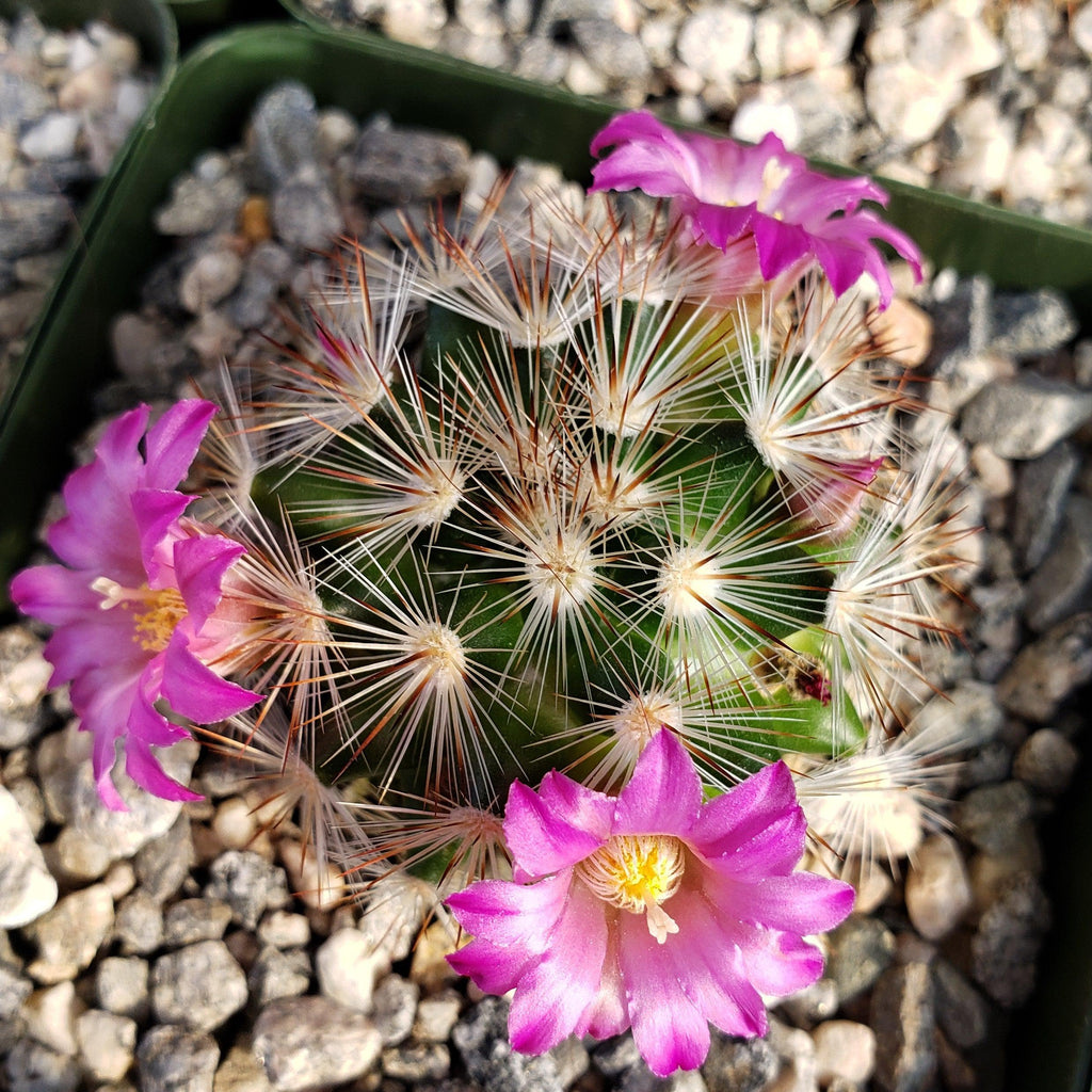 Mammillaria lauii subducta
