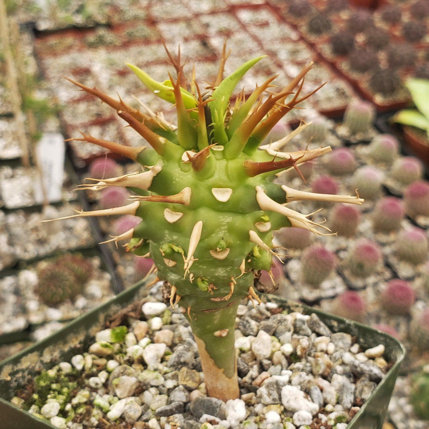 Euphorbia vigueri capuroniana
