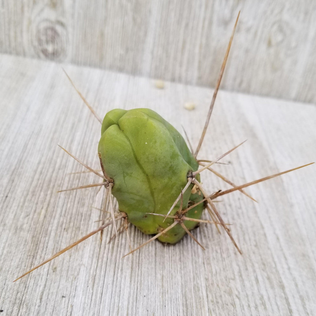 Unrooted Cutting Trichocereus bridgesii Monstrose Penis Cactus
