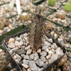 Cereus aethiops