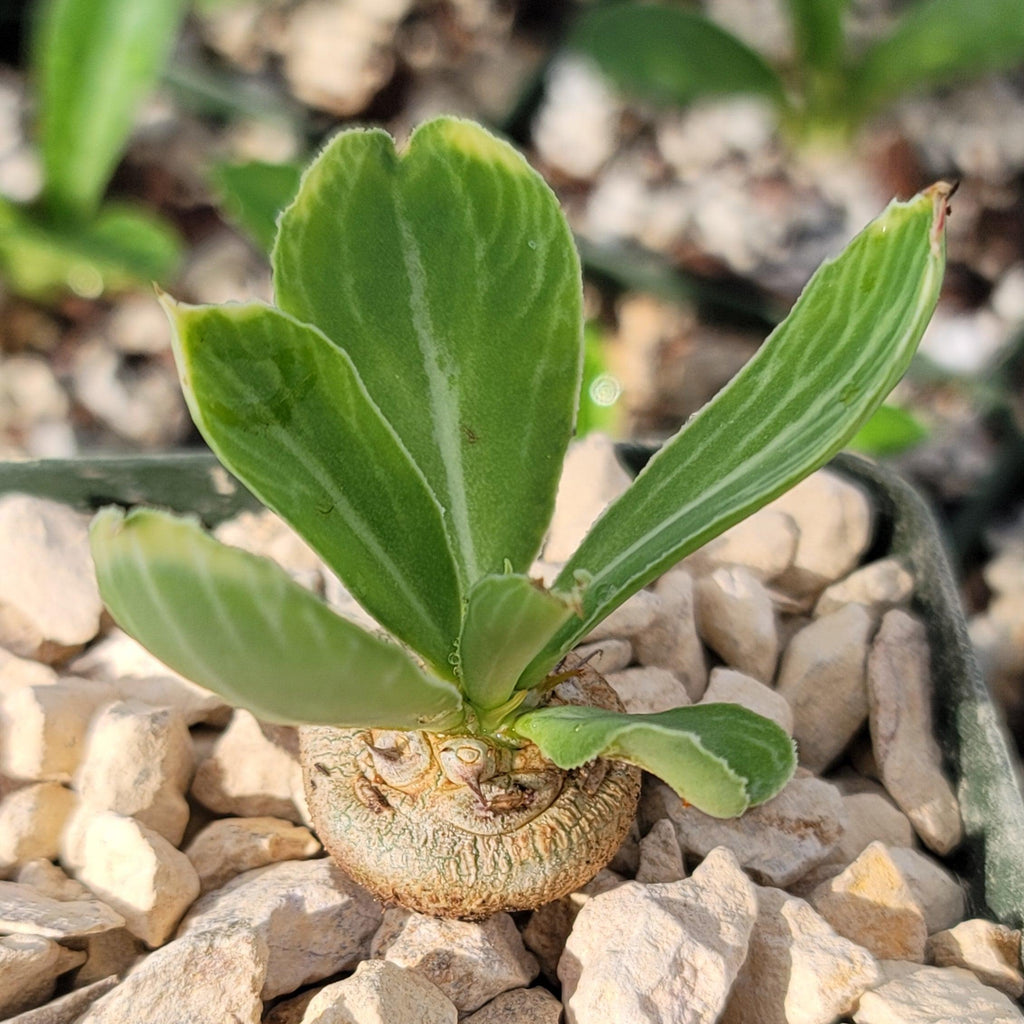 Euphorbia venenifica