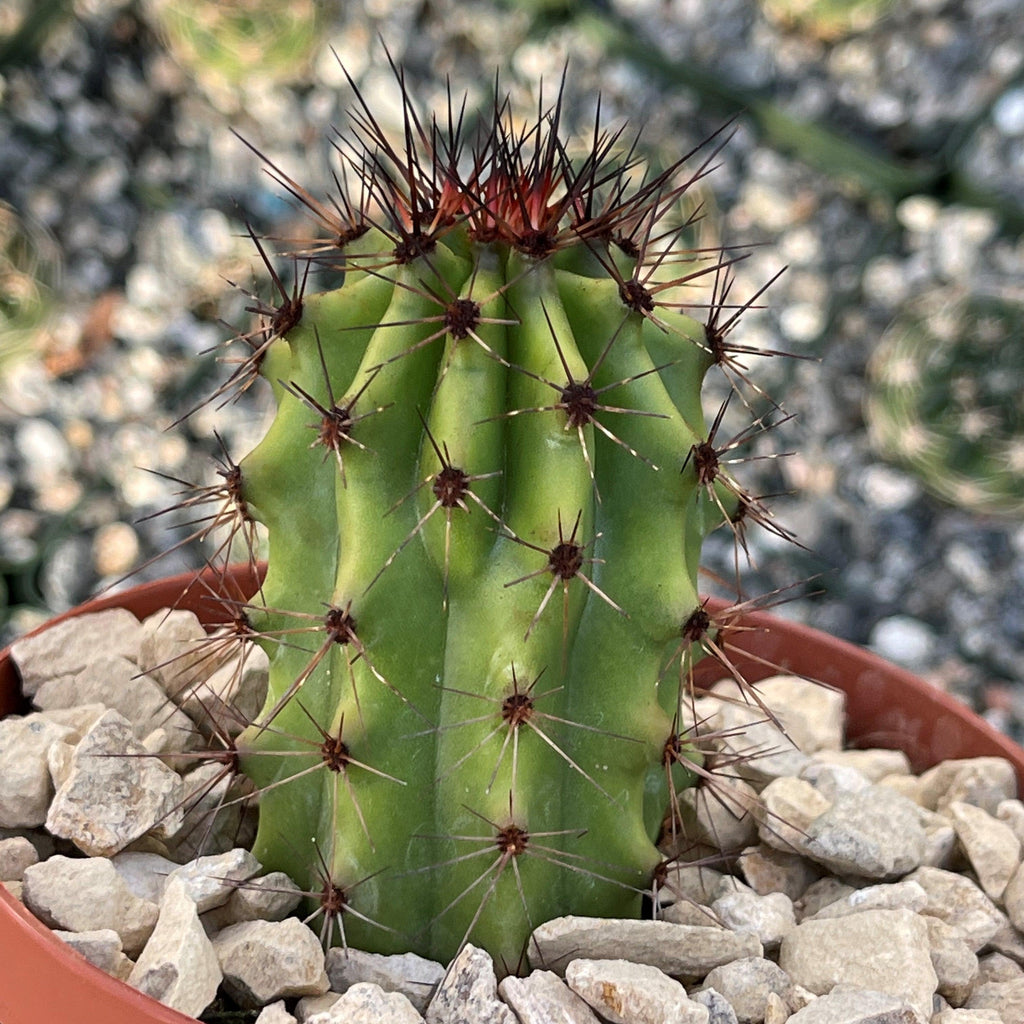 Organ Pipe Cactus ‘Stenocereus thurberi’