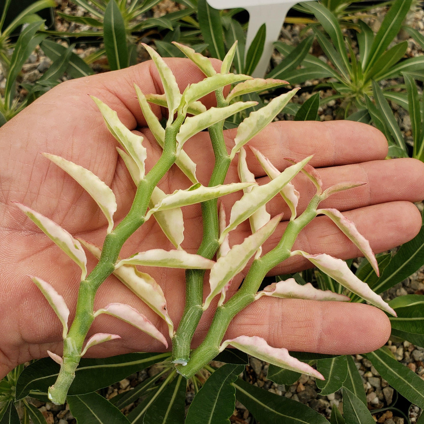 Pedilanthus tithymaloides variegated 3 cuttings