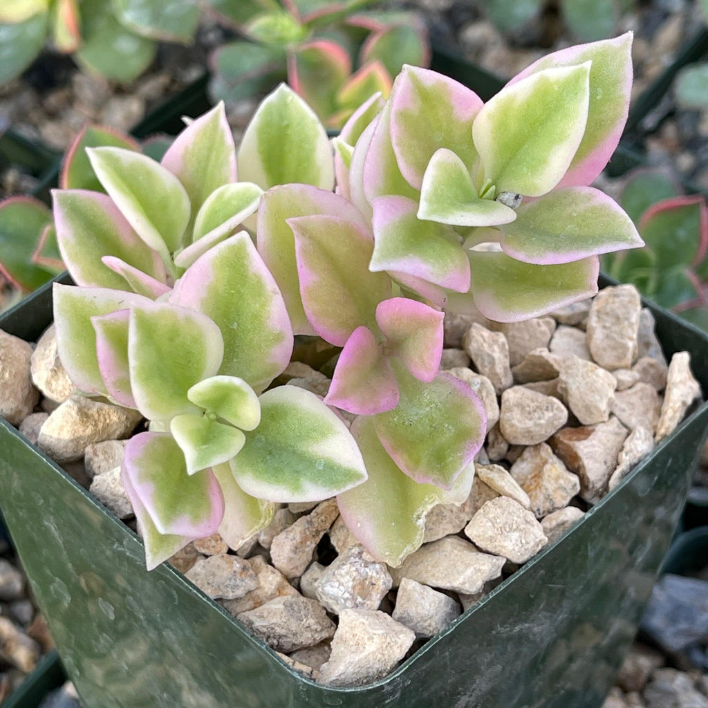 Aptemia cordifolia variegata