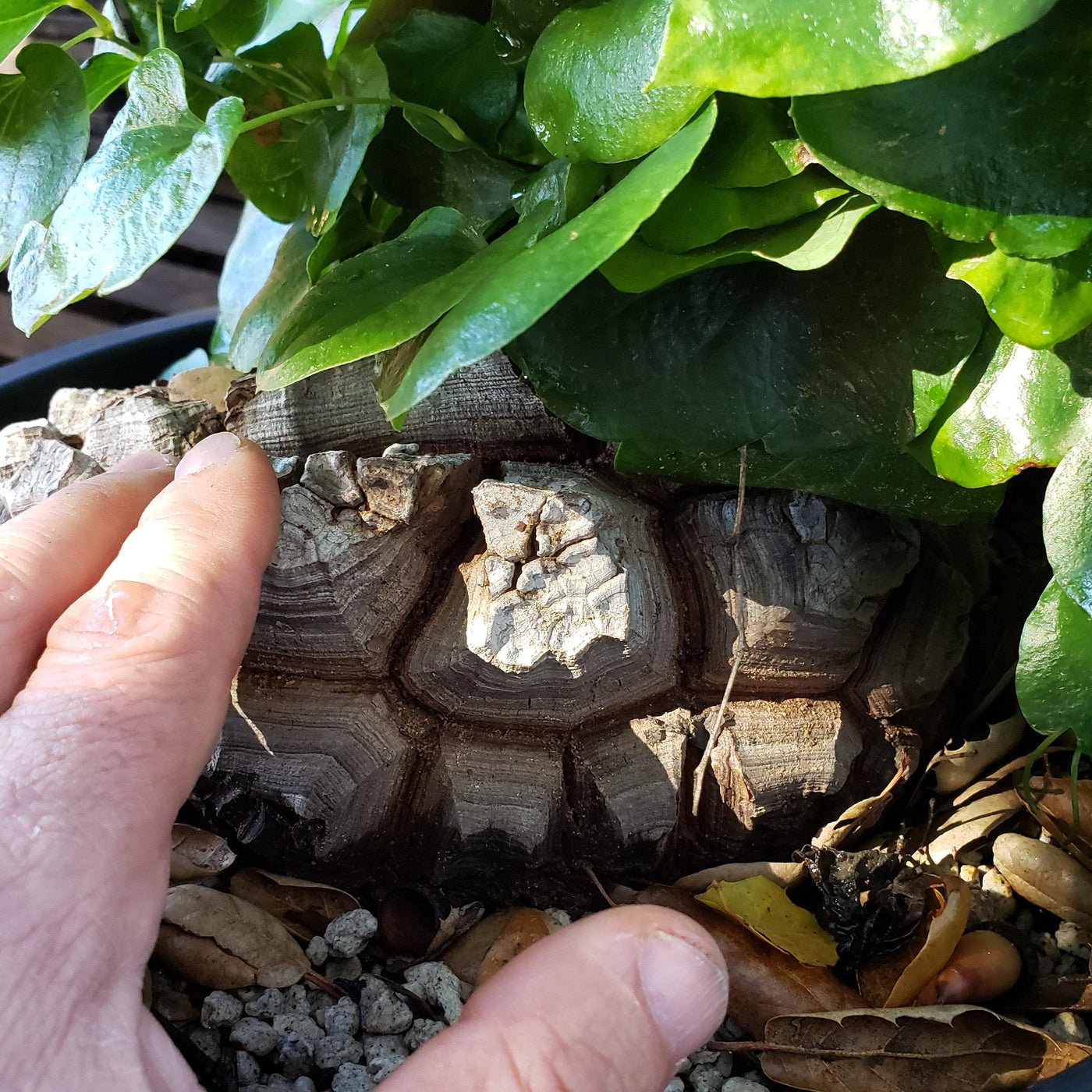 elephant foot plant succulent Buy 'Dioscorea elephantipes - Elephants Foot Succulent' For Sale