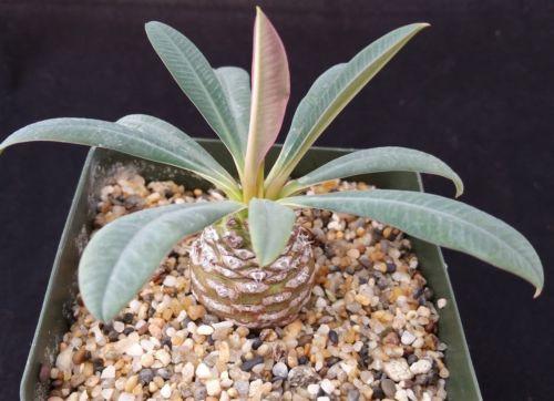 Euphorbia pachypadioides