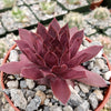 Sempervivum rojo red Hens and Chicks