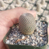 Rebutia heliosa