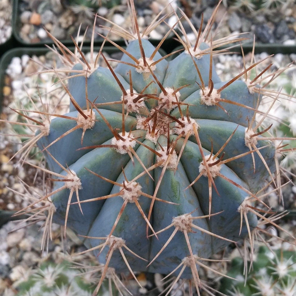Melocactus azureus