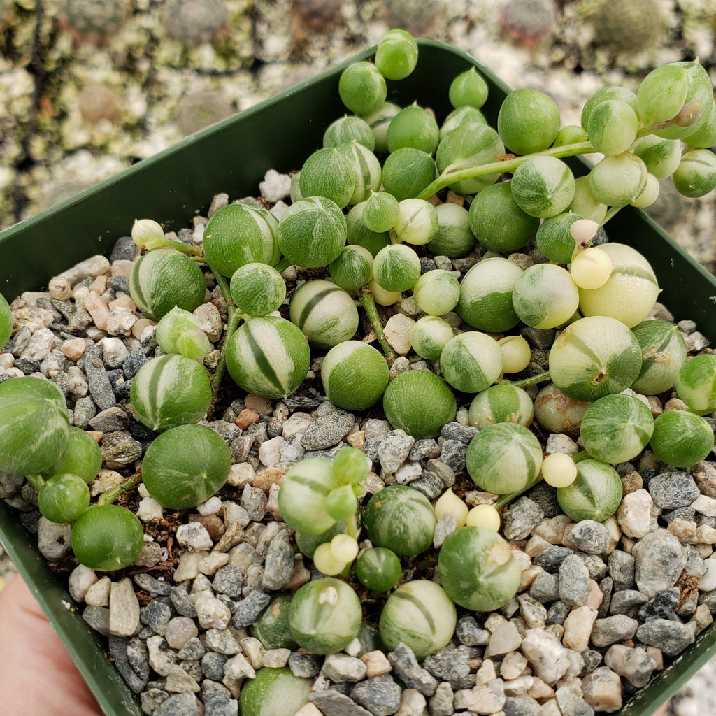 Variegated String of Pearls - Senecio Rowleyanus Variegated