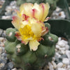 Copiapoa esmeraldana