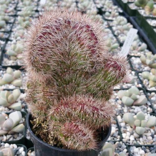 Stenocereus hollianus cristata