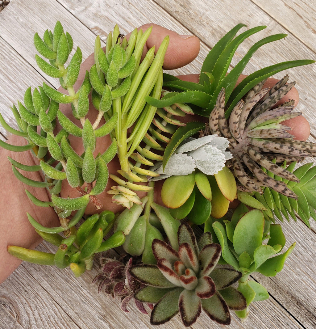 50 Assorted Succulent Cuttings