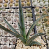 Saw Leaf Agave - Agave xylonocantha &