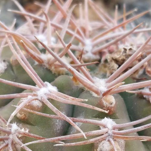 Gymnocalycium riojense