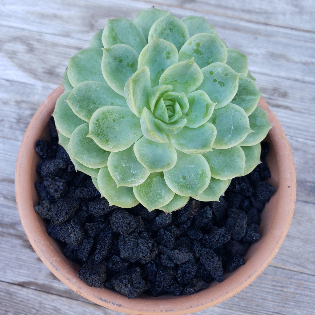 Black Volcanic lava Rock Cactus and Succulent Top Soil Dressing