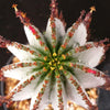 Euphorbia polygona snowflakes