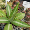 Agave lophantha splendida – Center Stripe Agave