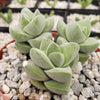 Crassula Moonglow