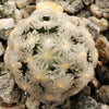 Mammillaria theresae